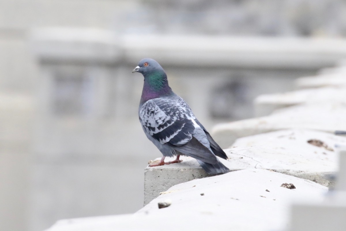 Rock Pigeon (Feral Pigeon) - Brian White