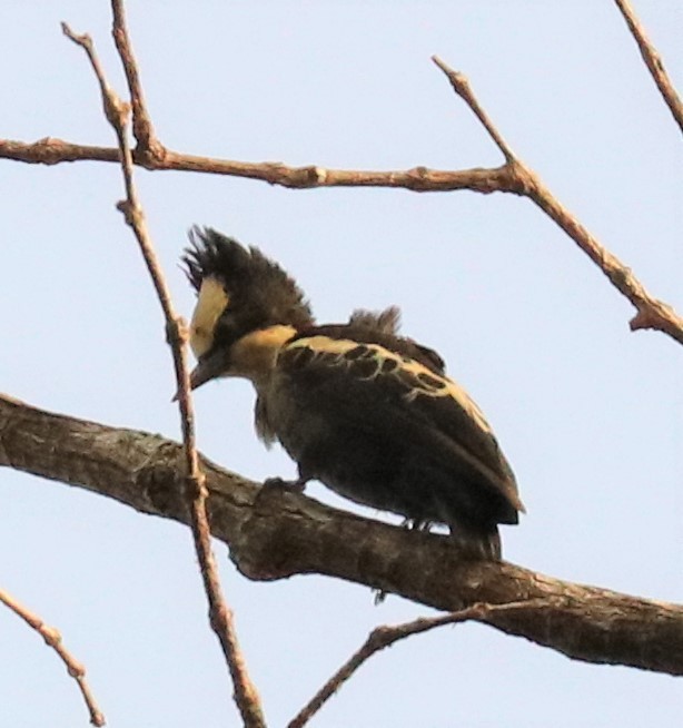 Heart-spotted Woodpecker - Loch Kilpatrick