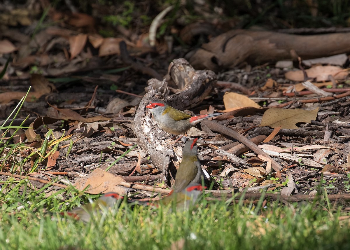 Red-browed Firetail - ML150436421