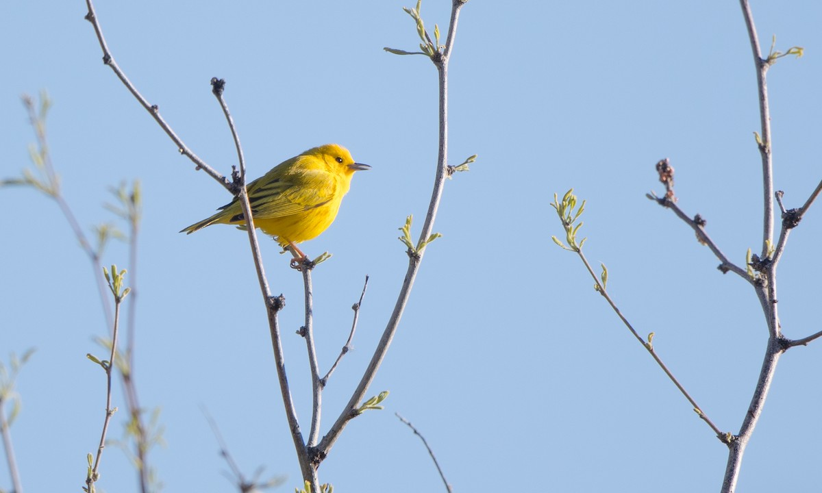 Yellow Warbler (Northern) - Steve Kelling