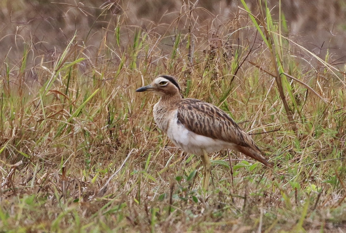 Double-striped Thick-knee - ML150440731