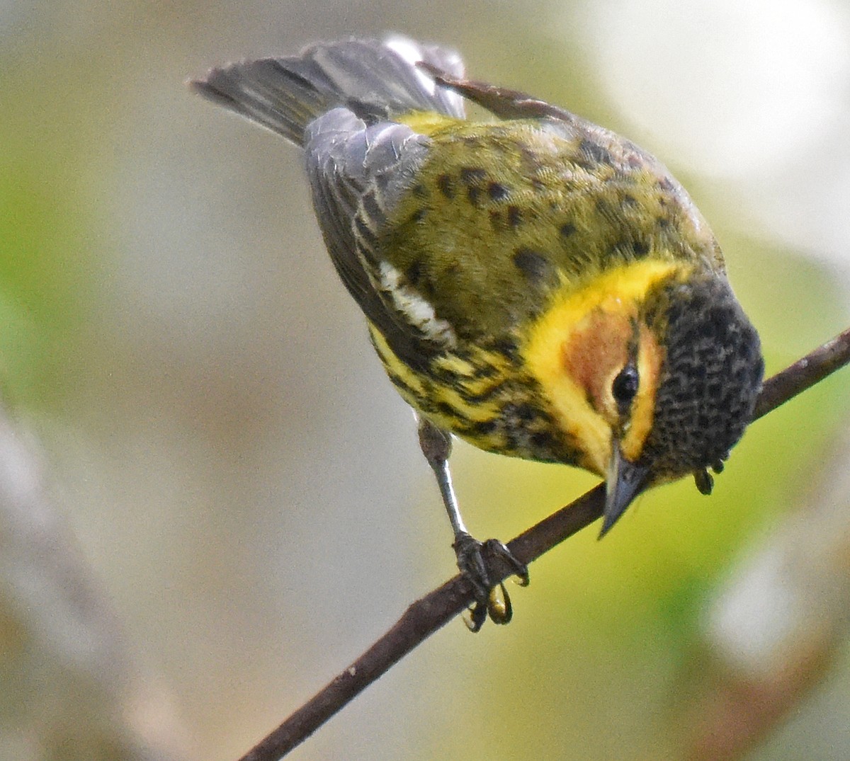 Cape May Warbler - ML150441931