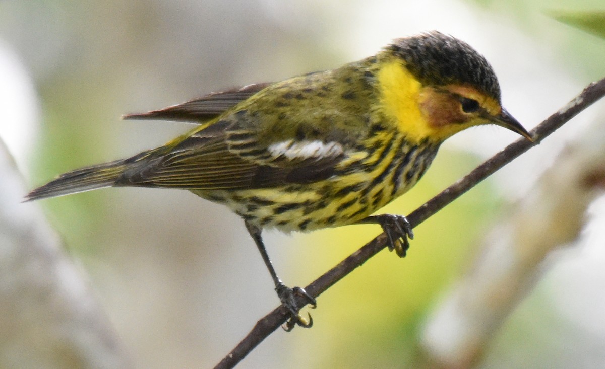 Cape May Warbler - ML150441941