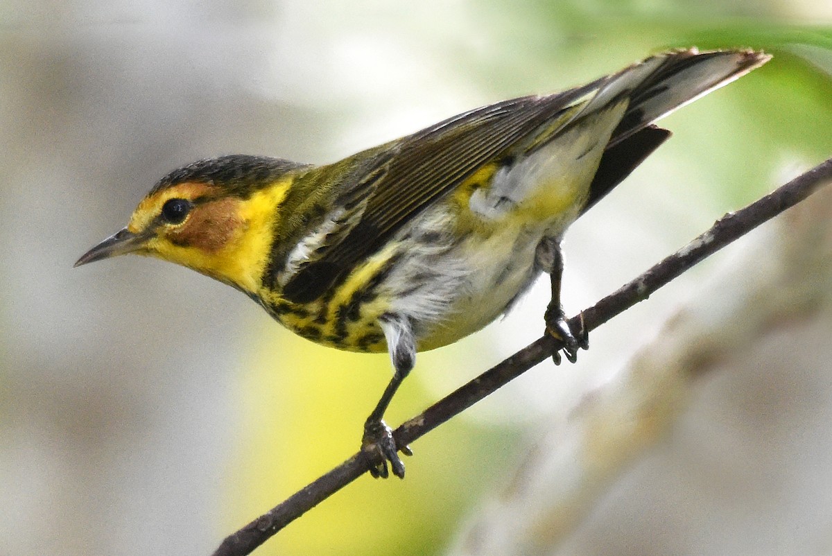Cape May Warbler - ML150441951