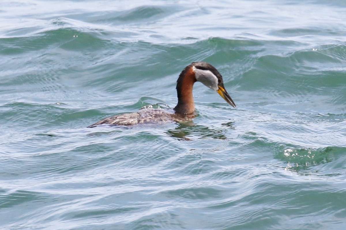 Red-necked Grebe - ML150442071