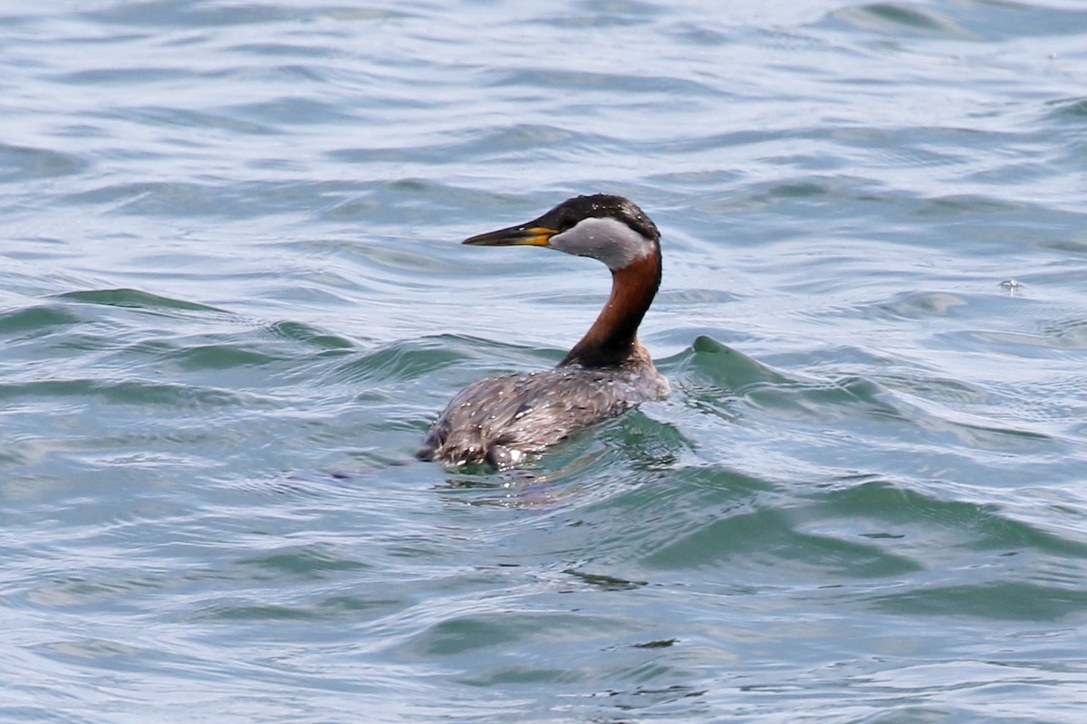 Red-necked Grebe - ML150442081
