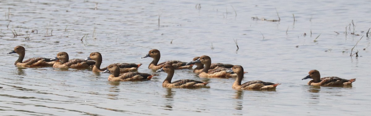 Lesser Whistling-Duck - Loch Kilpatrick