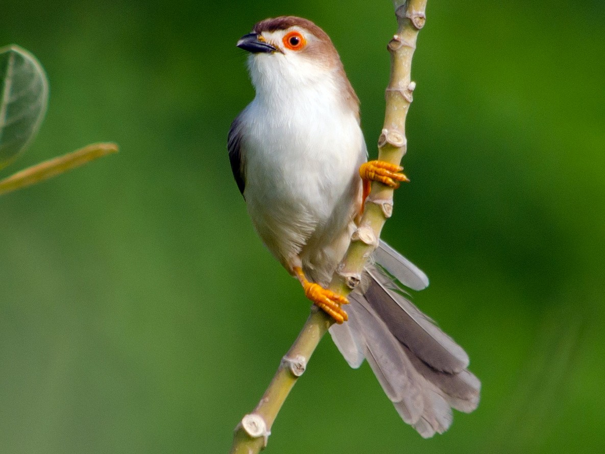 Yellow Eyed Babbler Ebird