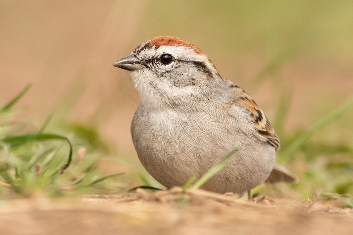 Chipping Sparrow - ML150443561