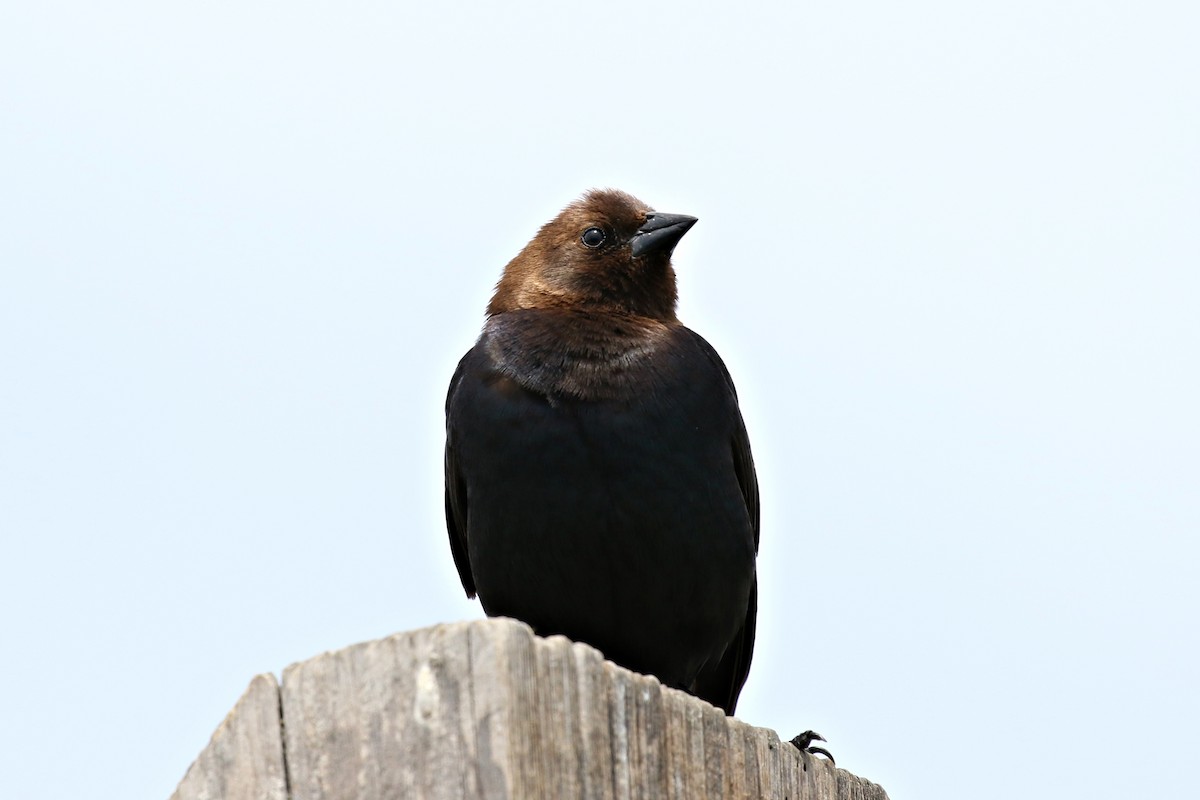Brown-headed Cowbird - Ginger Spinelli