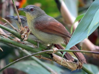 成鳥 (Palawan) - GARY DOUGLAS - ML150446411
