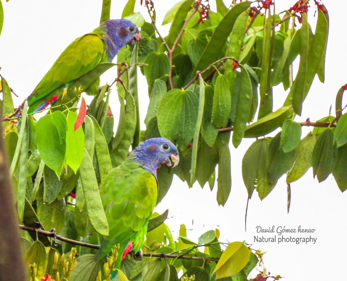 Blue-headed Parrot - David  Gómez henao