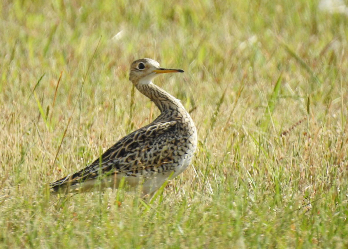 Upland Sandpiper - Lucy Jacobson