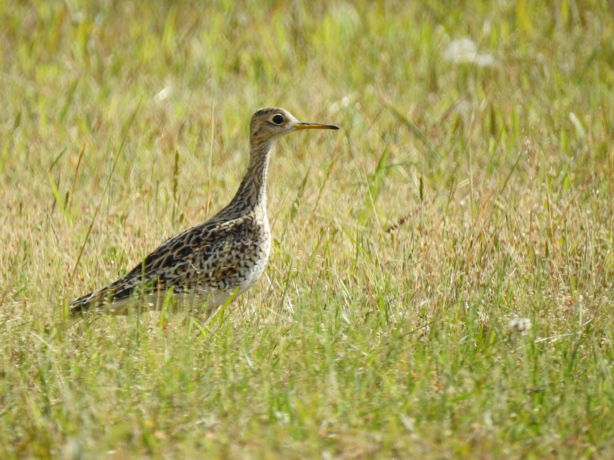 Upland Sandpiper - Lucy Jacobson