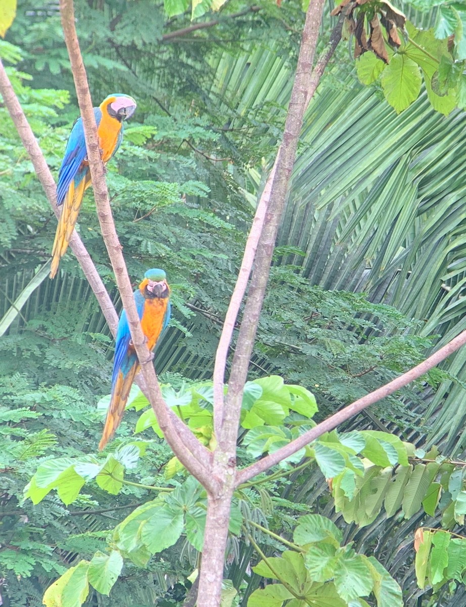 Blue-and-yellow Macaw - Alex Freeman