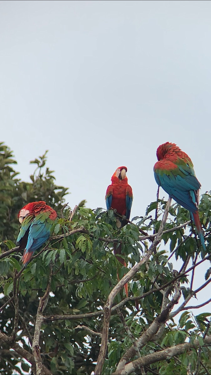 Red-and-green Macaw - Alex Freeman