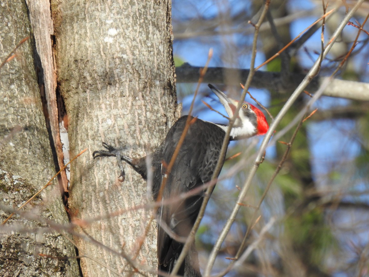 Pileated Woodpecker - ML150449251