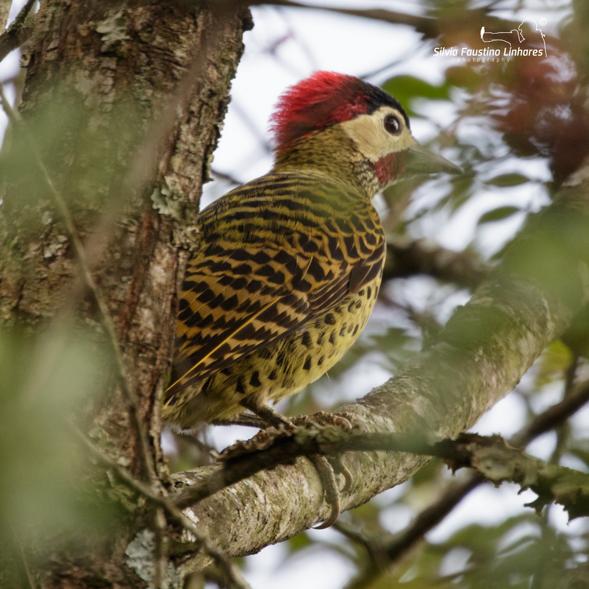Green-barred Woodpecker - ML150453281