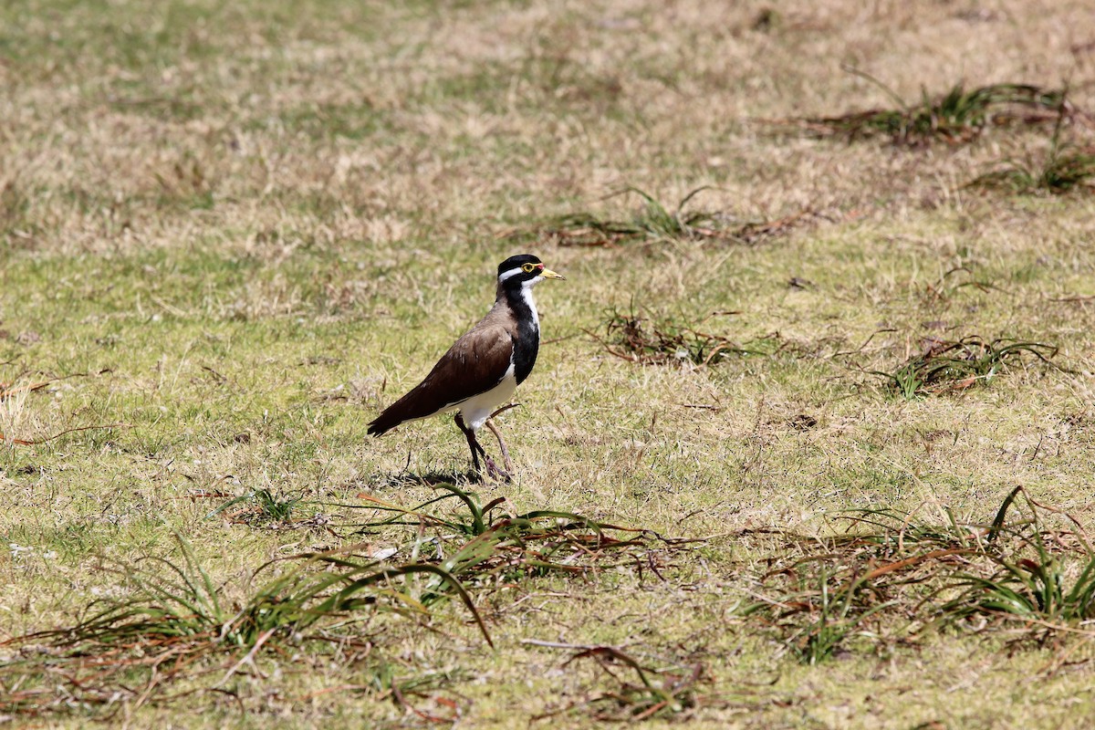 Banded Lapwing - ML150455451