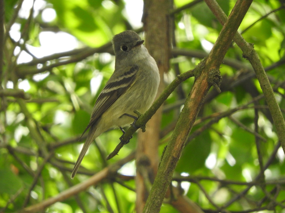 Western Flycatcher (Pacific-slope) - Aidan Coohill
