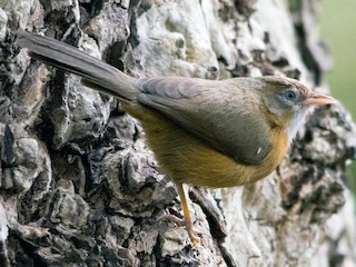  - Tawny-bellied Babbler