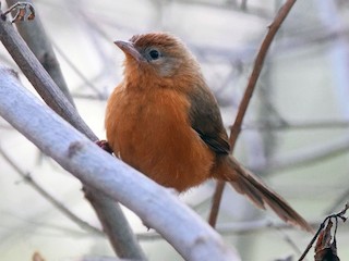  - Tawny-bellied Babbler