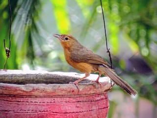  - Tawny-bellied Babbler