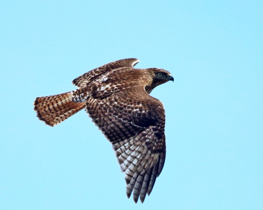 Red-tailed Hawk - Tom Murray