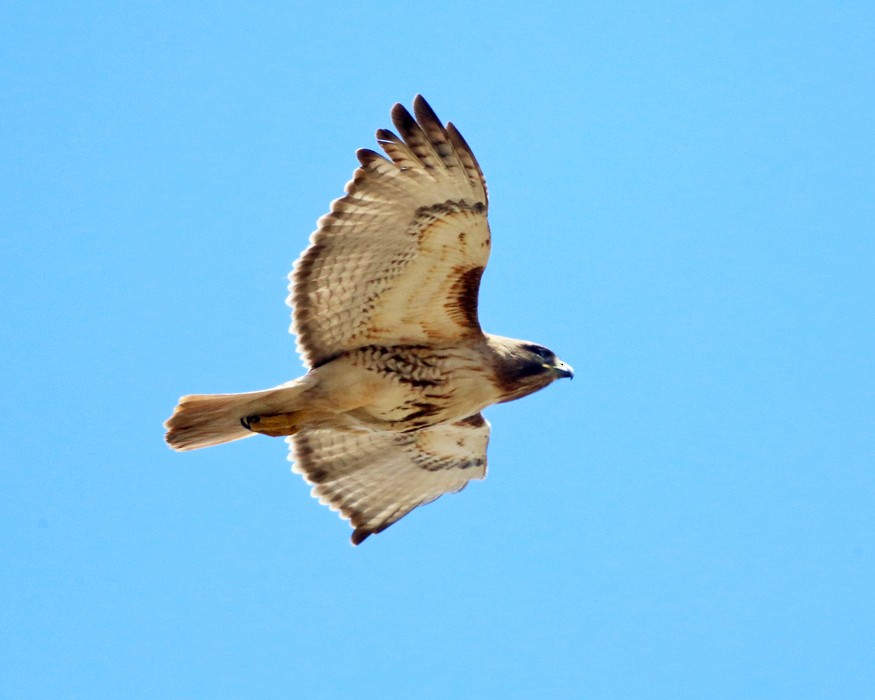Red-tailed Hawk - ML150459191