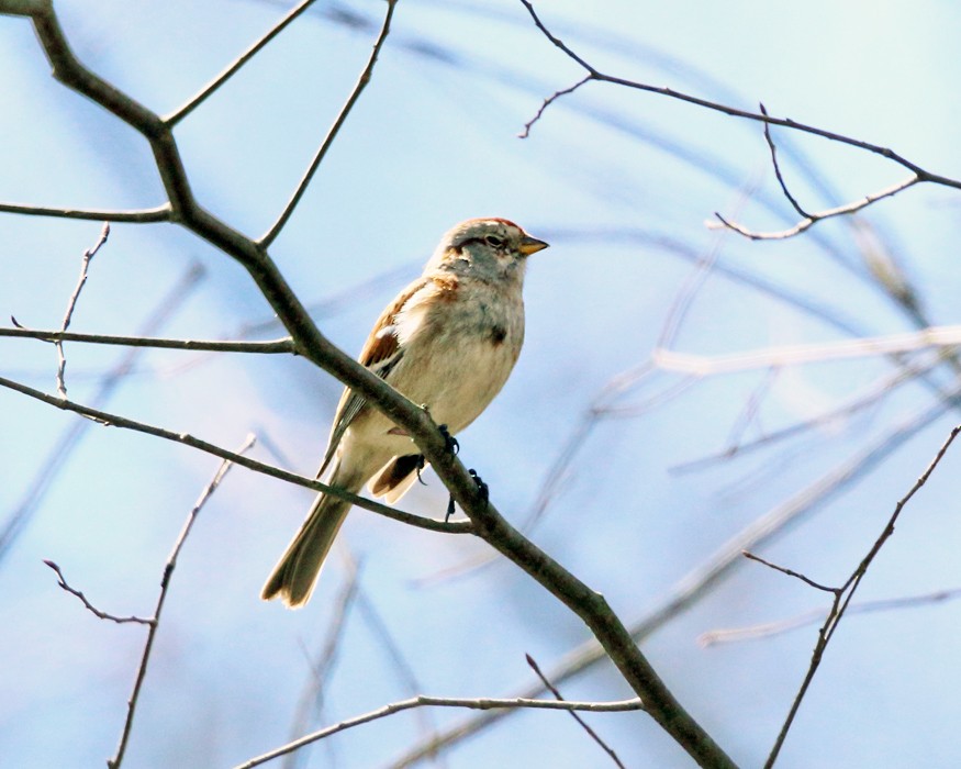 American Tree Sparrow - ML150459381