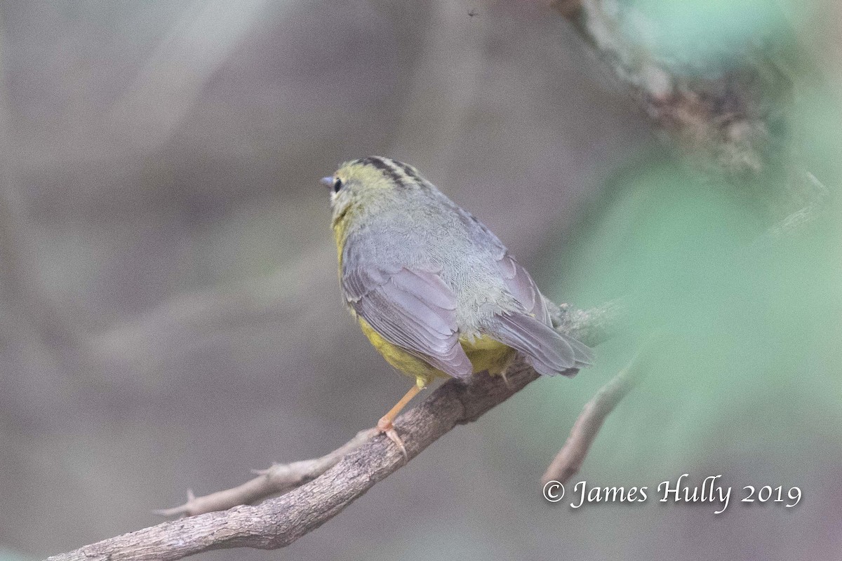 Golden-crowned Warbler - Jim Hully