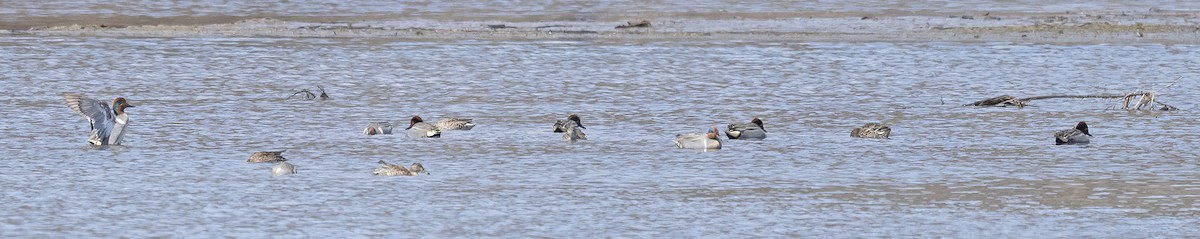 Green-winged Teal - ML150463761