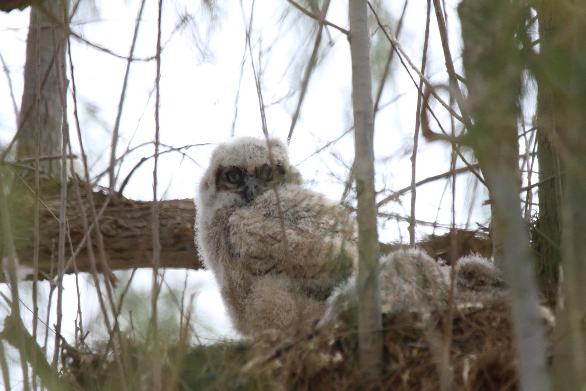 Great Horned Owl - Diane Highbaugh