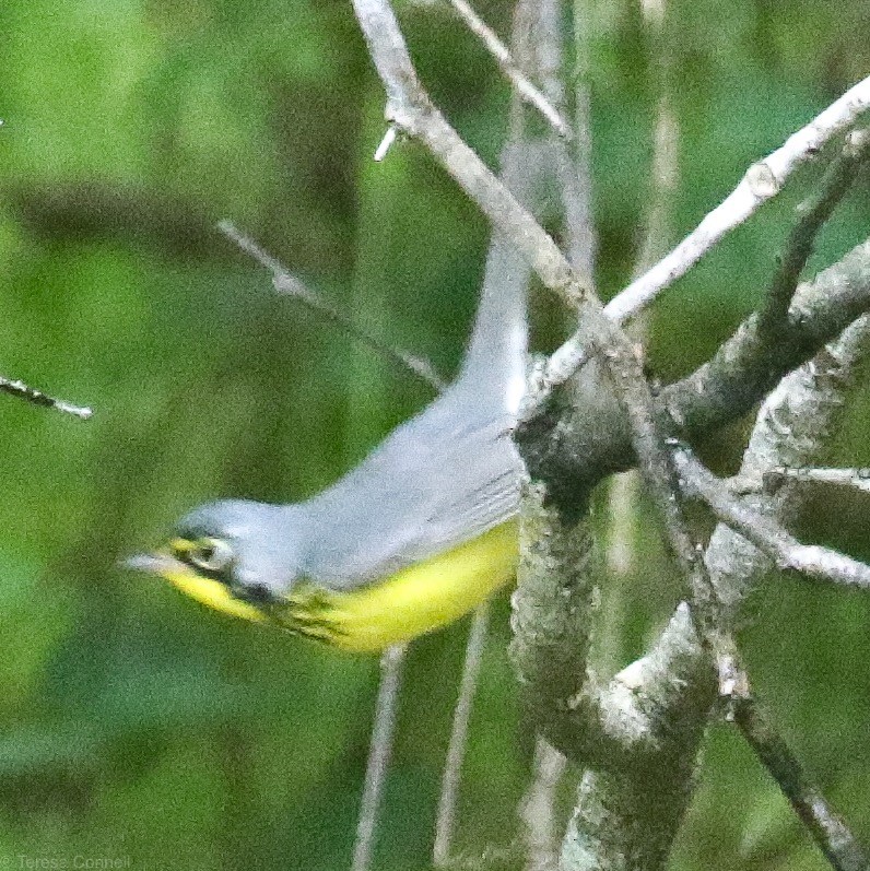 Canada Warbler - Teresa Connell