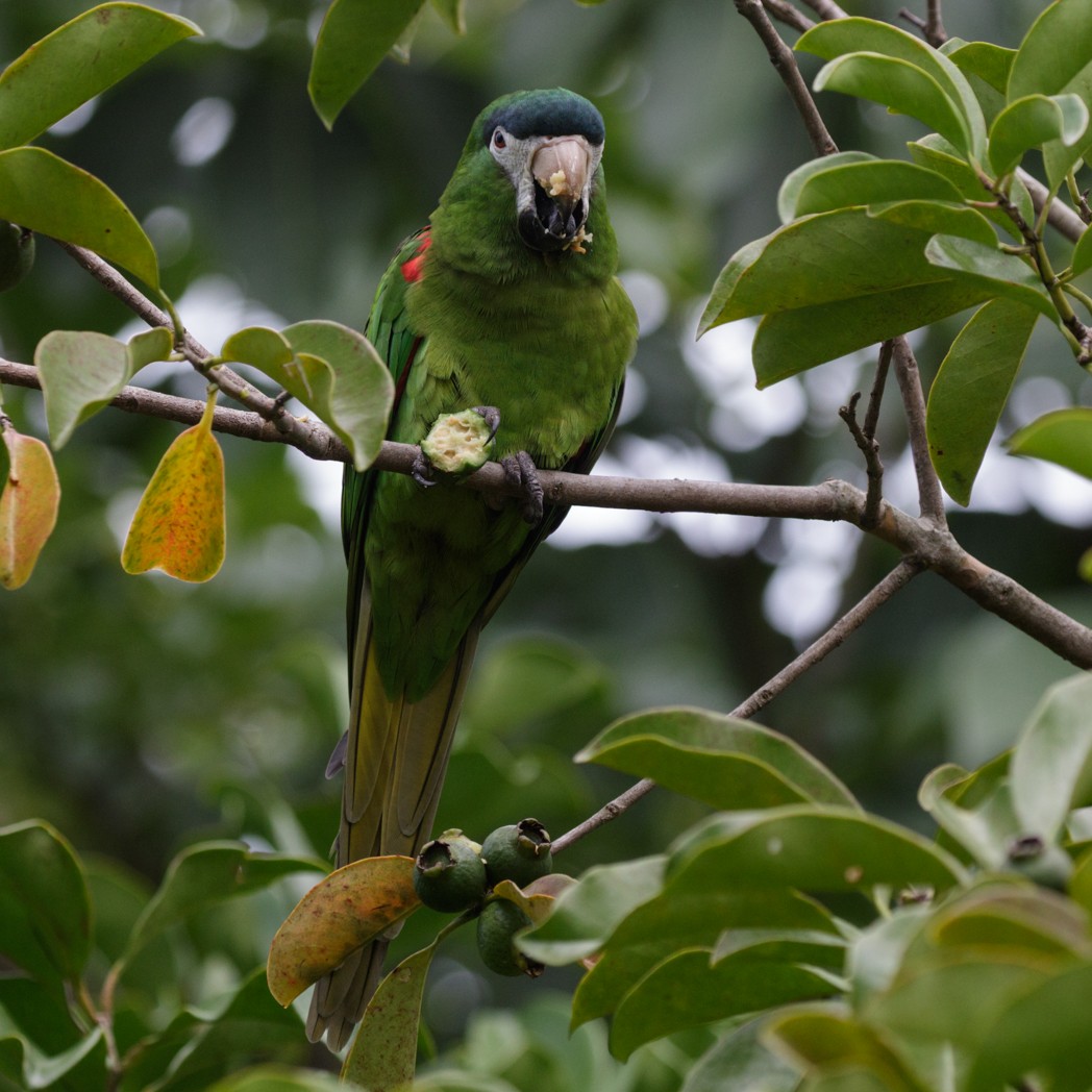 Red-shouldered Macaw - ML150464931