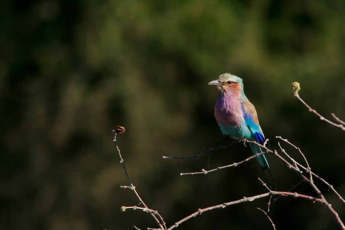 Lilac-breasted Roller (Lilac-breasted) - ML150466731