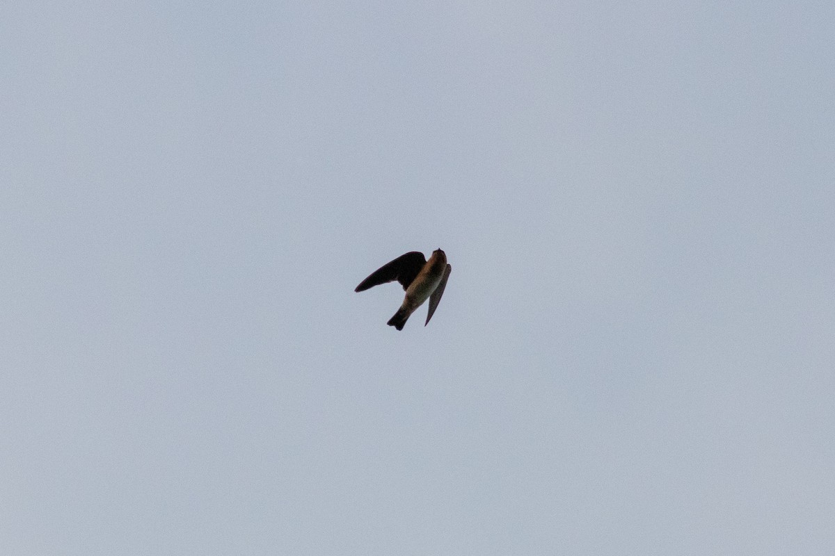 Cave Swallow (Texas) - ML150468391