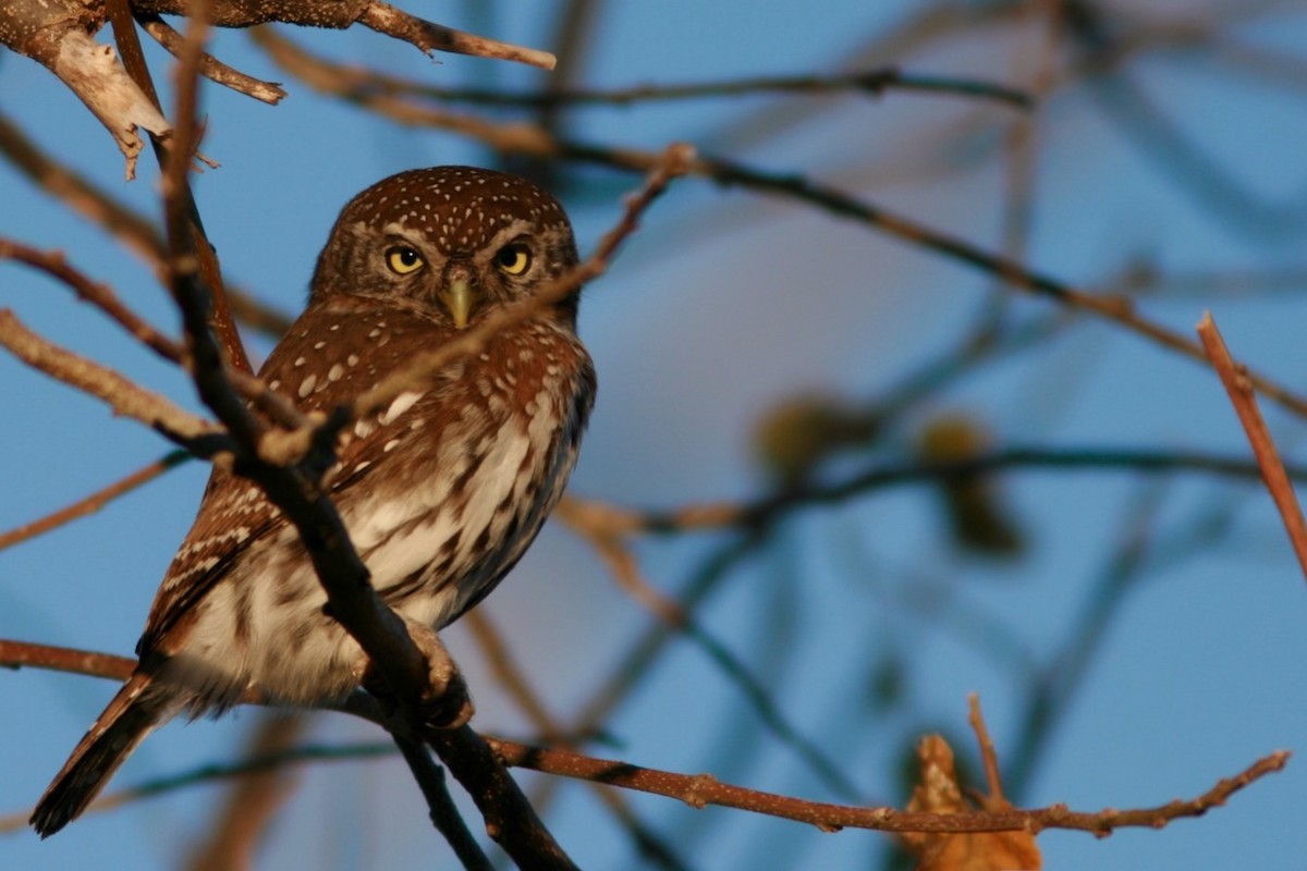 Pearl-spotted Owlet - ML150470051