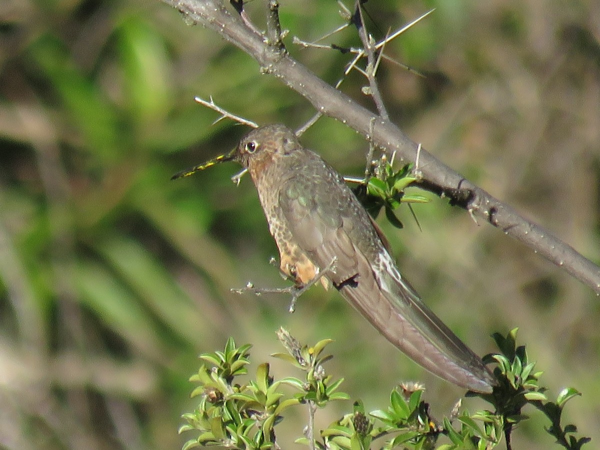 Giant Hummingbird - Manuel Roncal Inca Finch