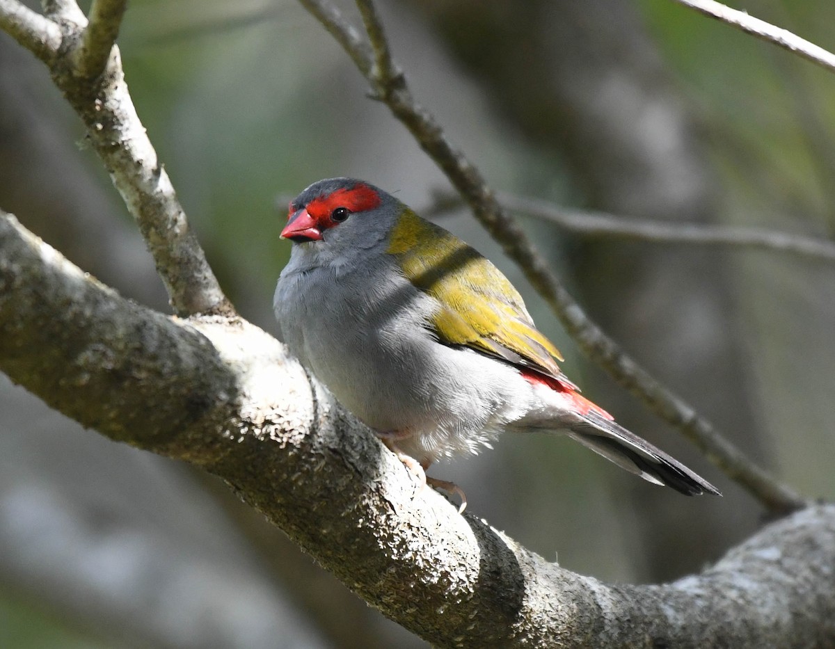 Red-browed Firetail - ML150472771