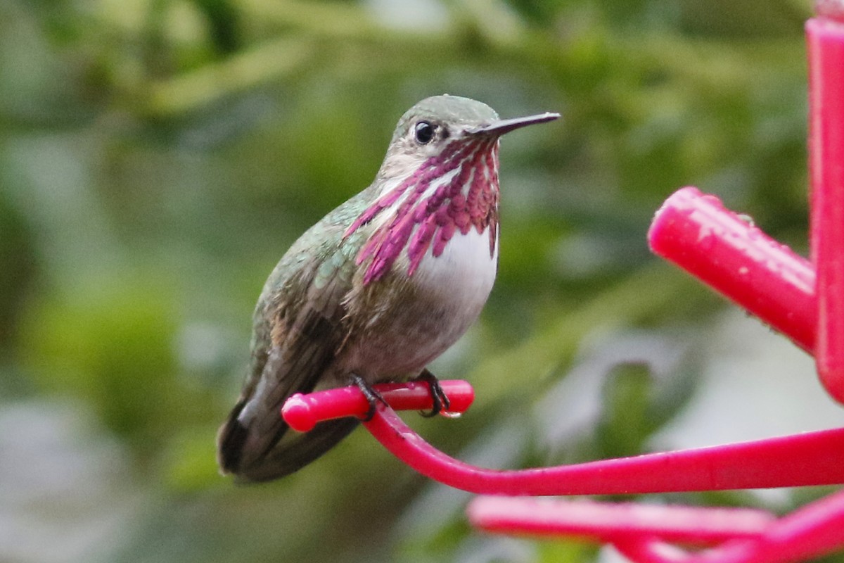 Calliope Hummingbird - John C Sullivan