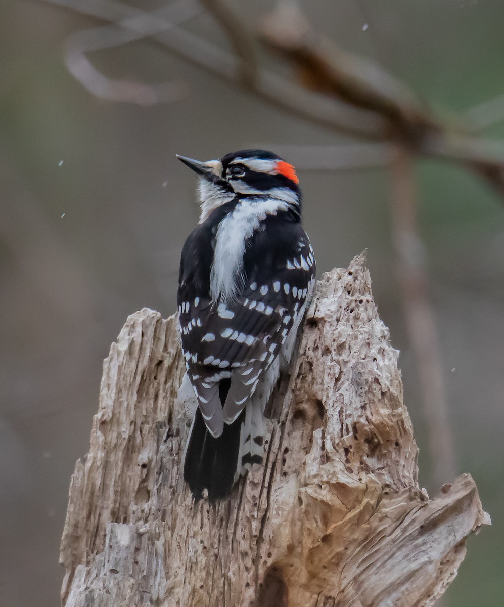 Hairy Woodpecker (Eastern) - Paul Brooks