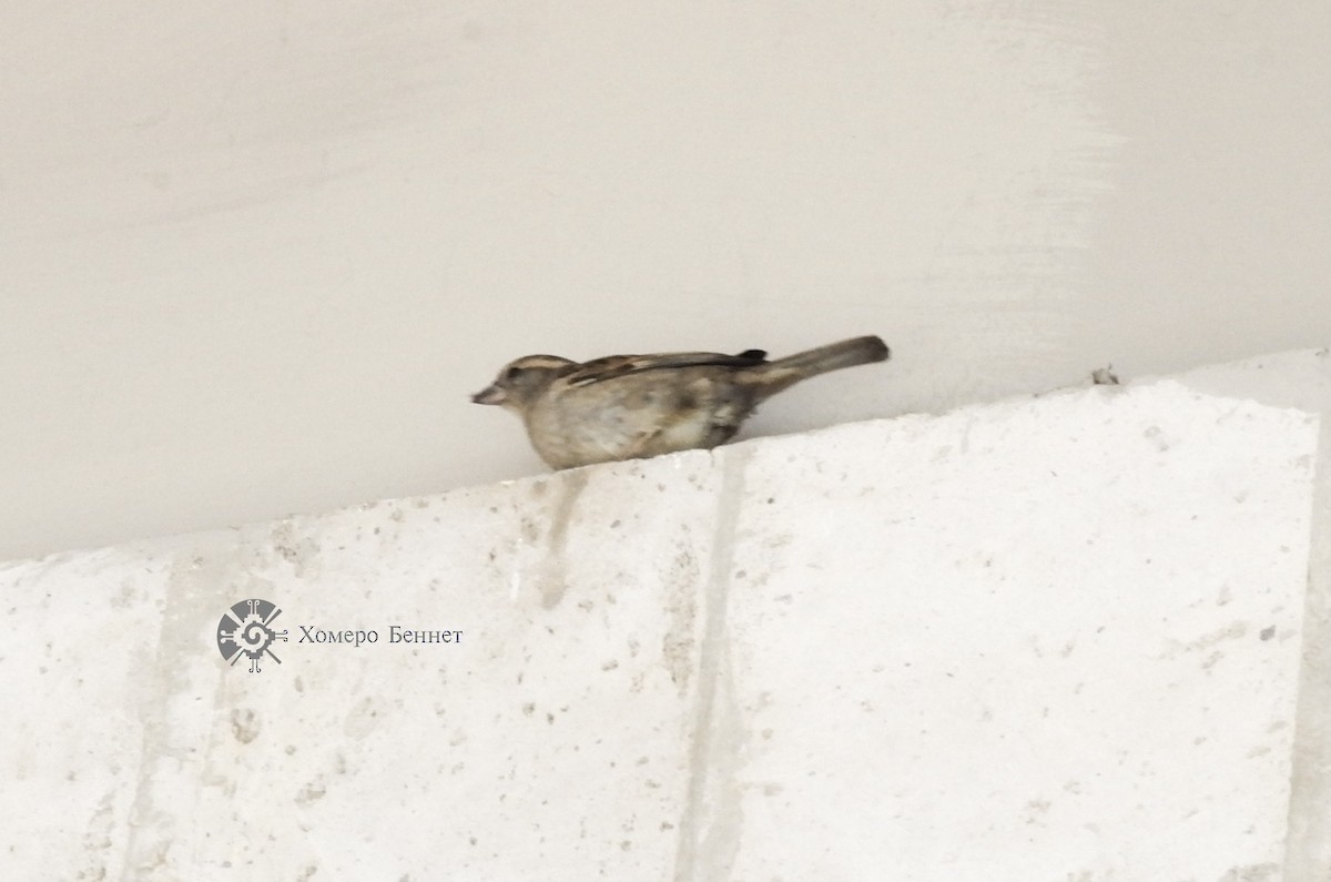 House Sparrow - Bennet Homero