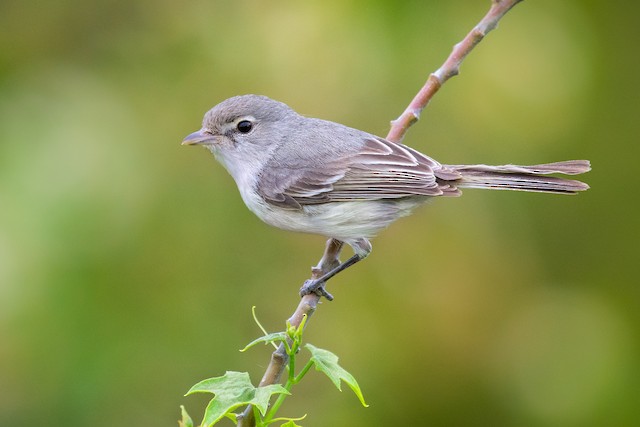 Bell's Vireo