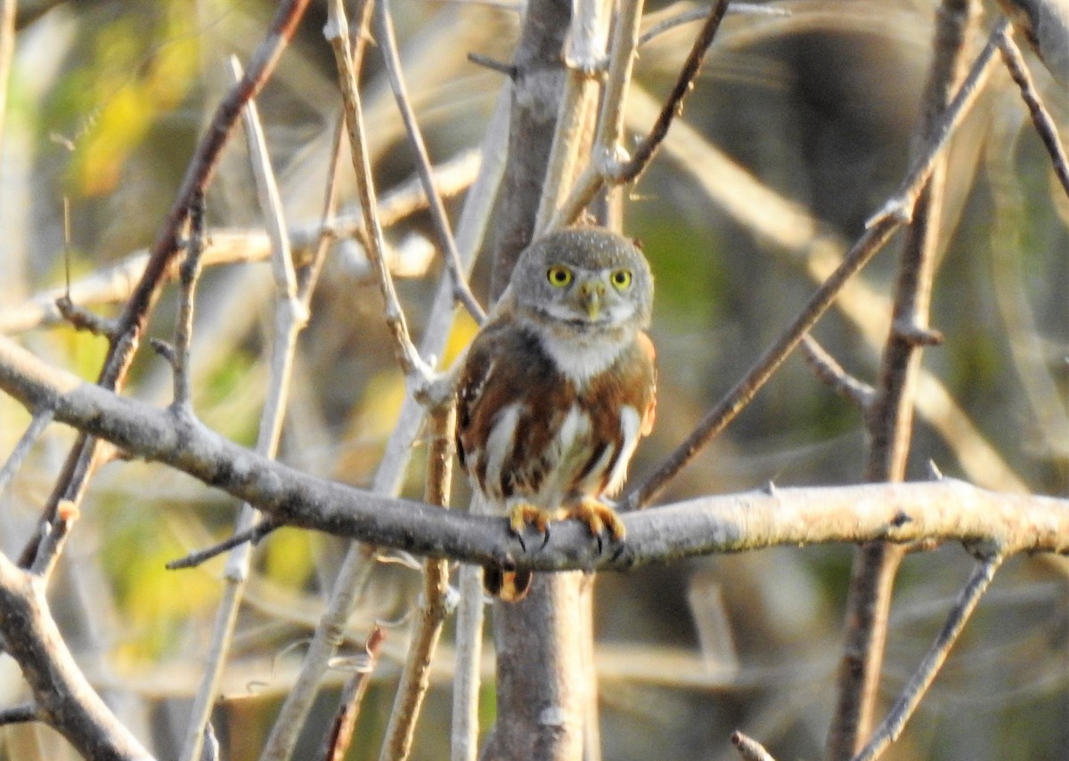 Colima Pygmy-Owl - Mike Cowlard