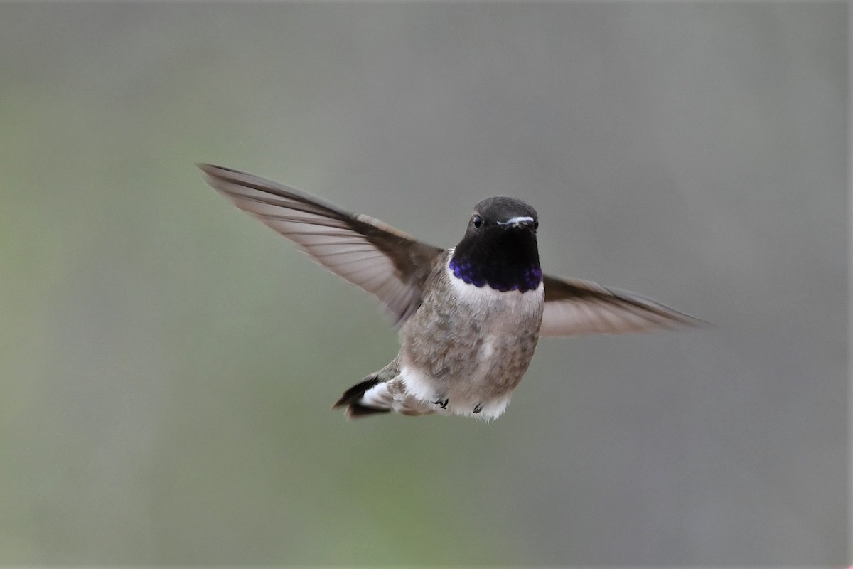Black-chinned Hummingbird - ML150485981