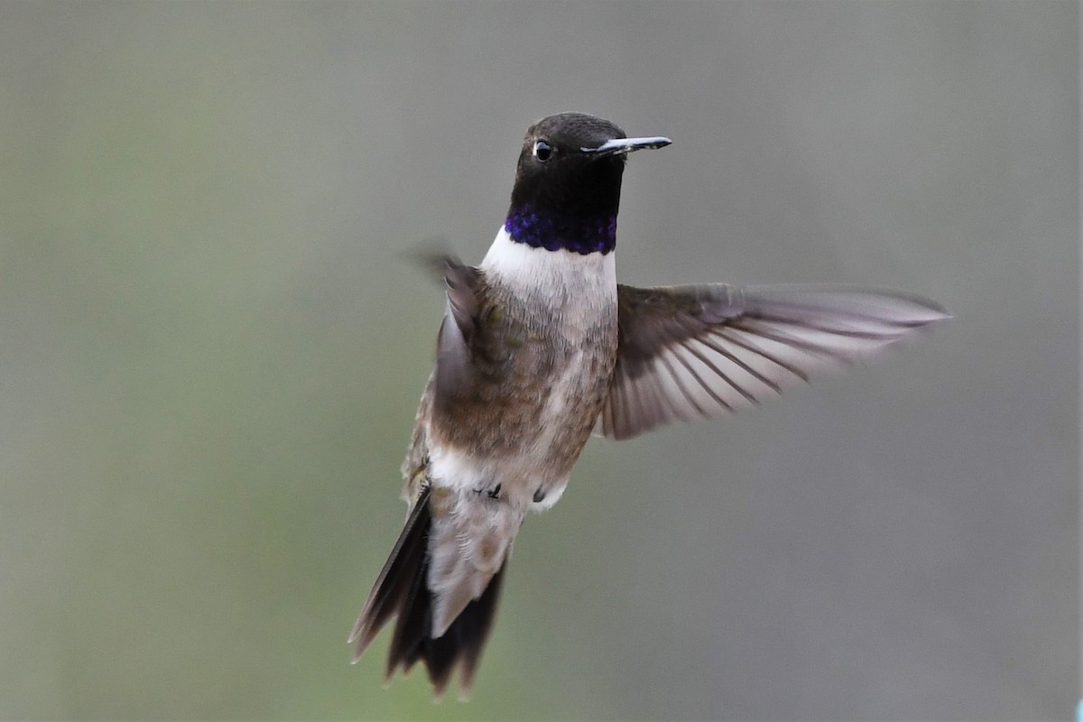 Black-chinned Hummingbird - Brandon Nidiffer