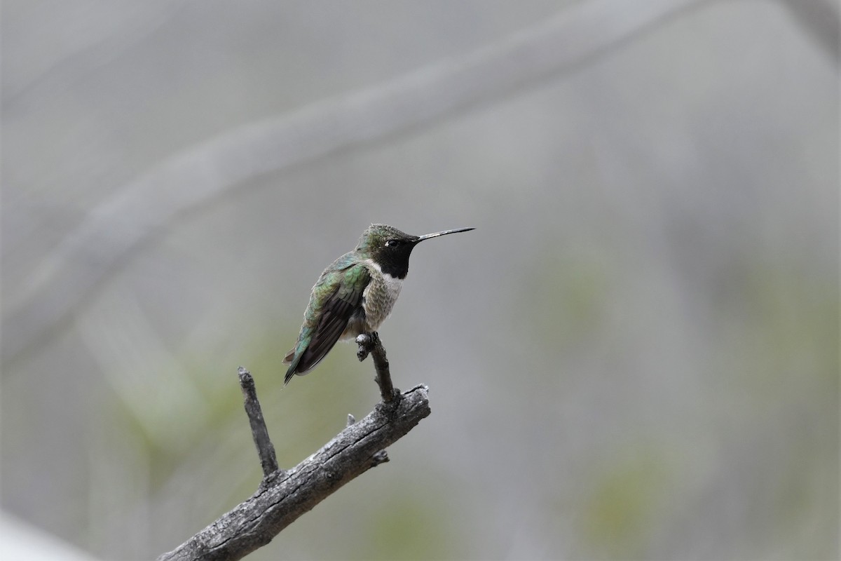 Black-chinned Hummingbird - ML150486031