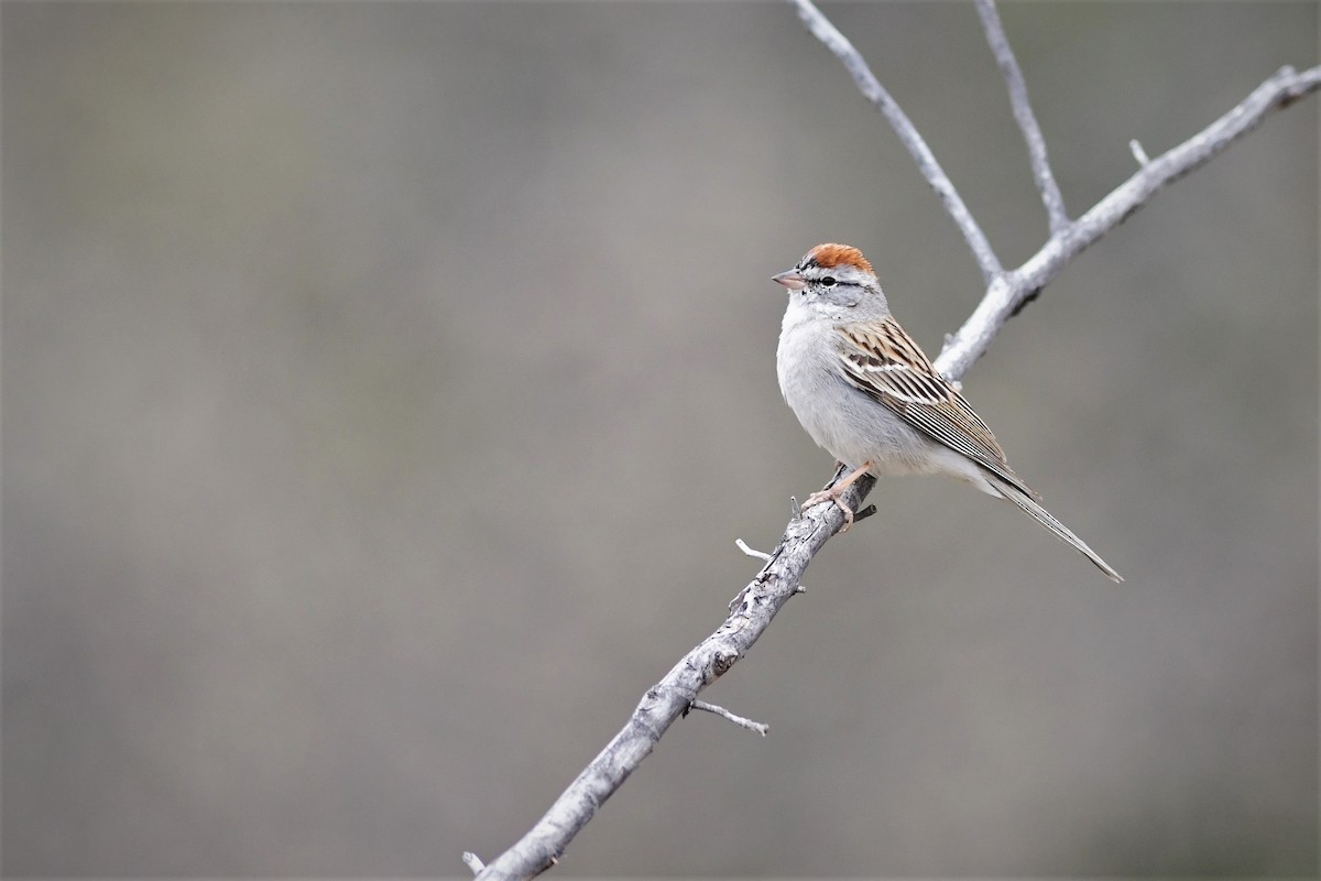 Chipping Sparrow - ML150486651