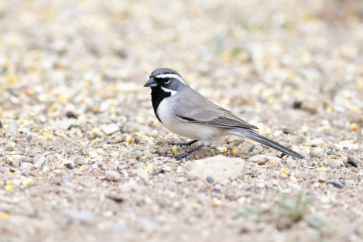 Black-throated Sparrow - ML150486881